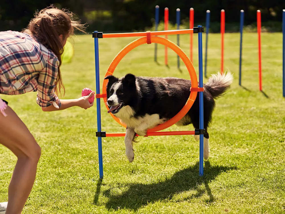 Outdoor Dog Obstacle Training Set