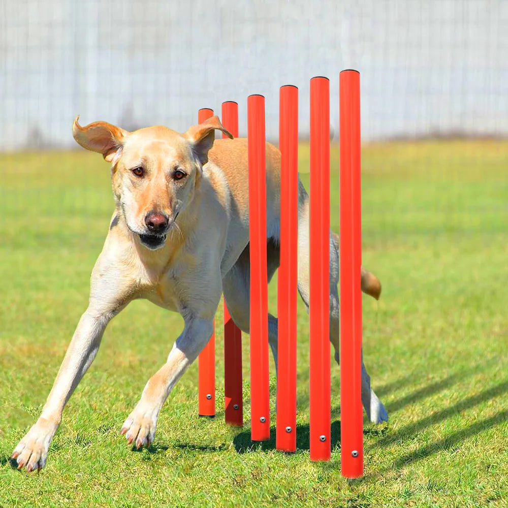 Outdoor Dog Obstacle Training Set